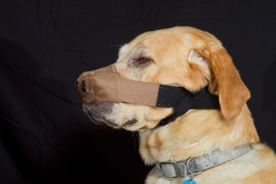 Dog Nose Protectors