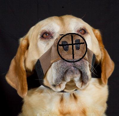 discoid lupus in dogs nose protectors about us discoid lupus in dogs nose protectors about us